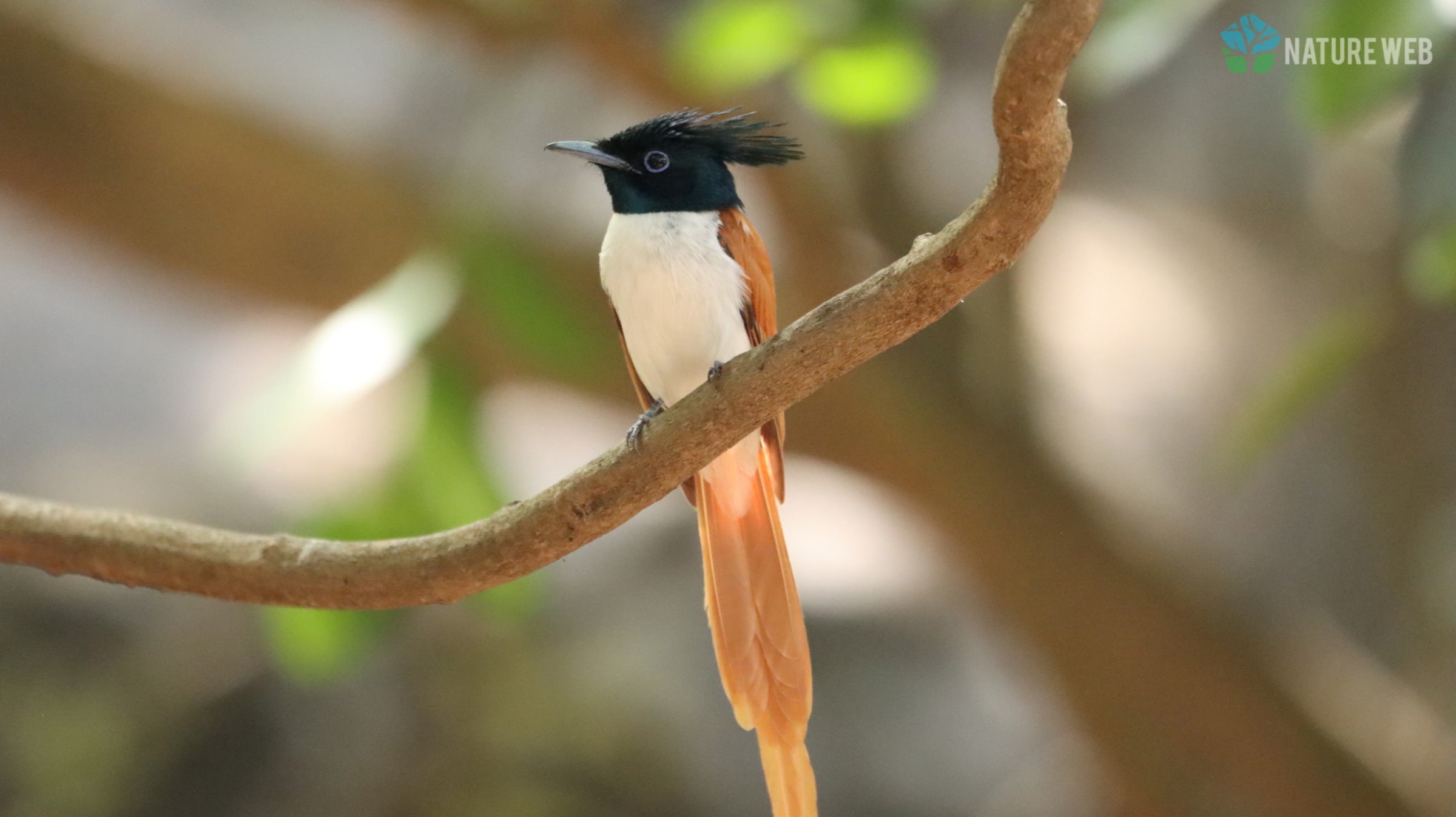 Asian Paradise Flycatcher